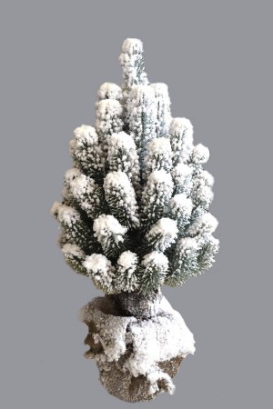 Ель Карликовая в горшке (снег)